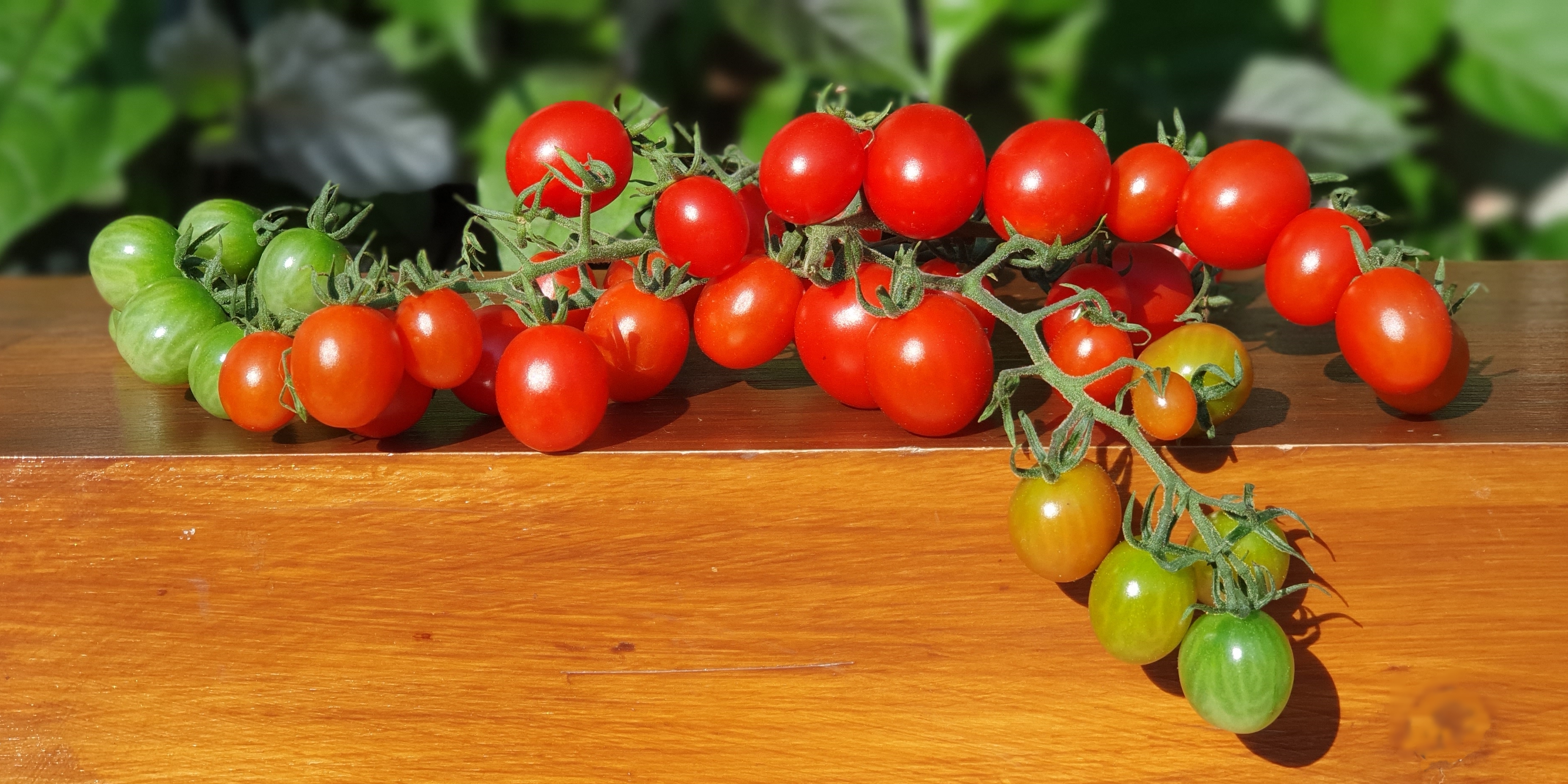 Red tomatoes KORNEY'S JELLY BEAN Tomato